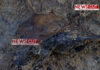 Skull Identified in New Excavation Area of Chemmani Mass Grave